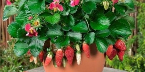 Sorte ampelnih jagoda